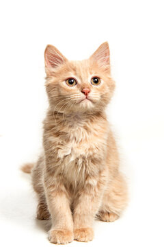The cat on white background, gatto 
