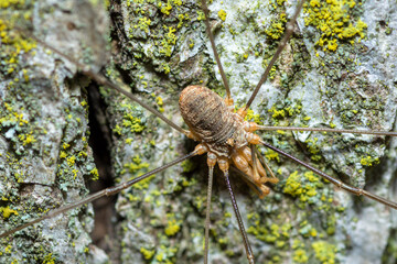 European Harvestman on a tree trunk, Phalangium Opilio