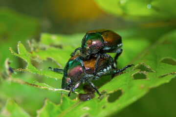 Japanese beetles on a leaf, Popillia Japonica