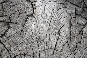 Fototapeta premium Macro closeup natural wood cracks texture