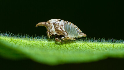 Wide-footed Treehopper nymph, Enchenopa Latipes, on a leaf
