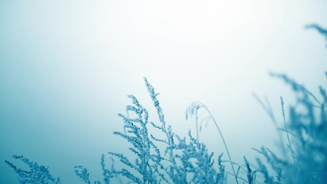 Frost-covered plants on the shore of lake at foggy sunrise. Plants swaying in the light wind. Winter nature background
