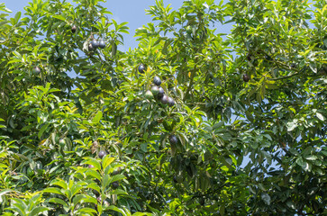 Fototapeta premium Aguacate silvestre