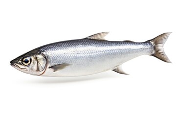Fototapeta premium A silver herringfish on a white background created with Generative AI technology