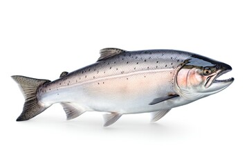 A large Salomon fish with its mouth open on a white background created with Generative AI technology
