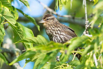 Female Red-Winged blackbird perched on a branch, Agelaius phoeniceus