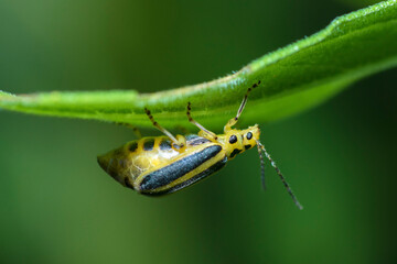 Selective focus on a Goldenrod Leaf Beetle on a leaf, Trirhabda Canadensis