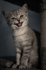 Katzen Kitten Baby Grau BKH Schwar Grau Britisch Kurzhaar