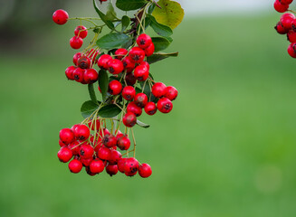 scarlet firefly,Pyracantha coccinea, a deciduous shrub of the Rosaceae family, a thorny evergreen with red fruits in a natural habitat on a blurred background