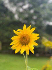 sunflower in the field