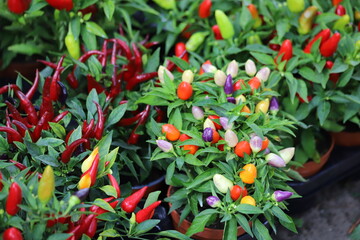 Different chilli pepper plants with yellow, purple, red and orange fruits.