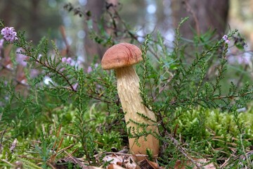 Single mushroom Aureoboletus projectellus in heather in forest. It is bolete fungus. Found in North America, and recently in Europe.