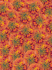 floral background of orange flowers of Chernobrivtsev or MariGold . Flat top view.