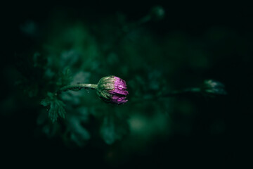 A close up of a purple Chrysanthemum flower bud with rain drops