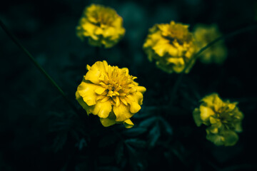 A close up of small yellow Marigold flowers