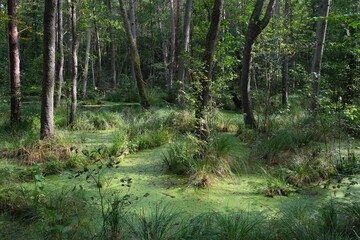 Trees in the wetlands around Lubiatowskie Dunes. Nature trail on the Baltic Sea. Lubiatowo, Pomerania, Poland