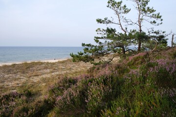 Dunas with blooming heather and pine with Baltic sea in background in Bialogora, Pomerania, Poland