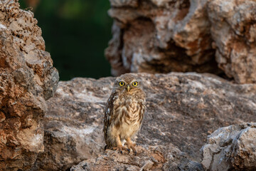 Little owl sunbathing in front of its nest at sunset