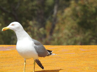 Gaviota