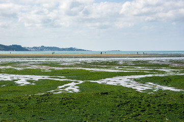 Green Algae Invasion: Ecological Concern in Saint-Michel-en-Grève, Brittany, France
