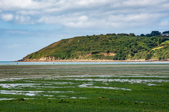 Green Algae Invasion: Ecological Concern in Saint-Michel-en-Gr&egrave;ve, Brittany, France