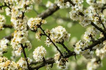 Flowering blackthorn tree (Prunus spinosa) in spring. The white blossoms of the fruit shrub form a beautiful natural background.