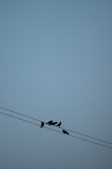 5 crows on 2 cables