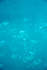 Obraz na płótnie Canvas fish swimming in the sea