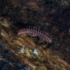 centipede closup macro