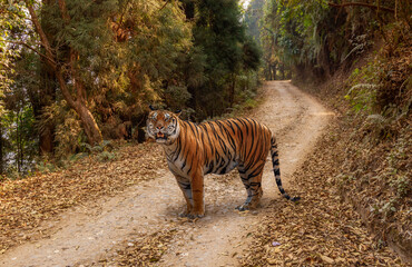 Fototapeta na wymiar Bengal tiger standing on an unpaved forest road at a wildlife reserve at Lava, Kalimpong, India