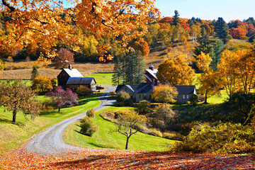 Vibrant fallen autumn leaves with rustic wooden barn in the countryside near Woodstock, Vermont, USA