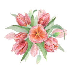 Watercolor realistic botanical illustration of bouquet with pink tulip isolated on white background for your design, wedding print products, paper, invitations, cards, fabric, posters