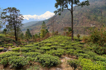 Darjeeling tea plantations with view of Kanchenjunga Himalaya mountain range at Tinchuley hill station, West Bengal, India.