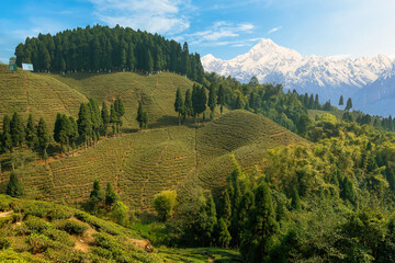 Scenic hilly landscape with view of tea plantations on the mountain slopes and the Kanchenjunga Himalaya range at Tinchuley, Darjeeling, India