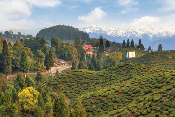 Tea plantations on the mountain slopes with views of Tinchuley village in the distance and majestic Kanchenjunga Himalaya mountain range in the background at Darjeeling, India
