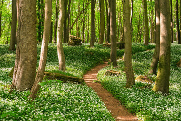 Beautiful hiking path lined by flowering ramsons (wild garlic) in a tranquil forest in spring,...