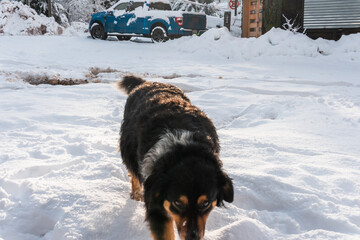 Perro caminando en la nieve de día soleado