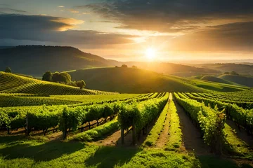 Foto op Plexiglas vineyard at sunset © sharoz arts 