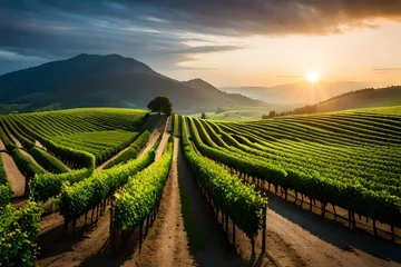 Zelfklevend Fotobehang vineyard in the morning © sharoz arts 