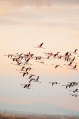 flamingos at sunset in the lake
