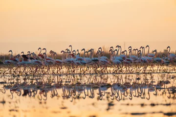 Fotobehang flamingos at sunset in the lake © Alvarom.Photo