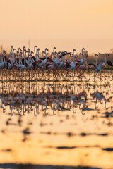 flamingos at sunset in the lake
