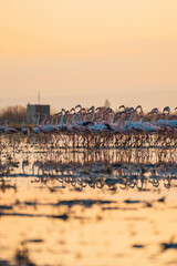 Obraz premium flamingos at sunset in the lake