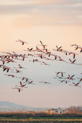 flamingos at sunset in the lake