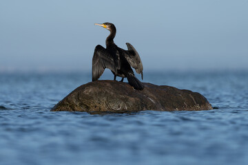 Kormoran sonnt sich im Meer