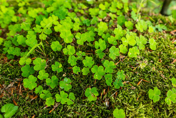 Cluster of green common wood sorrel (Oxalis acetosella) growing on a moss-covered tree trunk