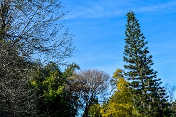 copa de los árboles sobre un cielo azul