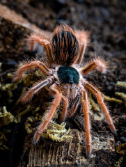 Colombian giant red leg tarantula Megaphobema robustum