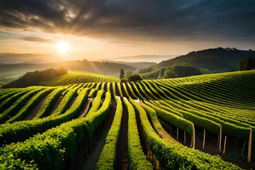 Zelfklevend Fotobehang vineyard at sunset © sharoz arts 