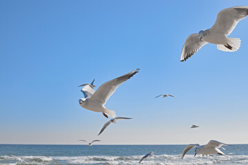 Seagulls gracefully soaring in the air over the sea coast, sea waves in the rays of the sun